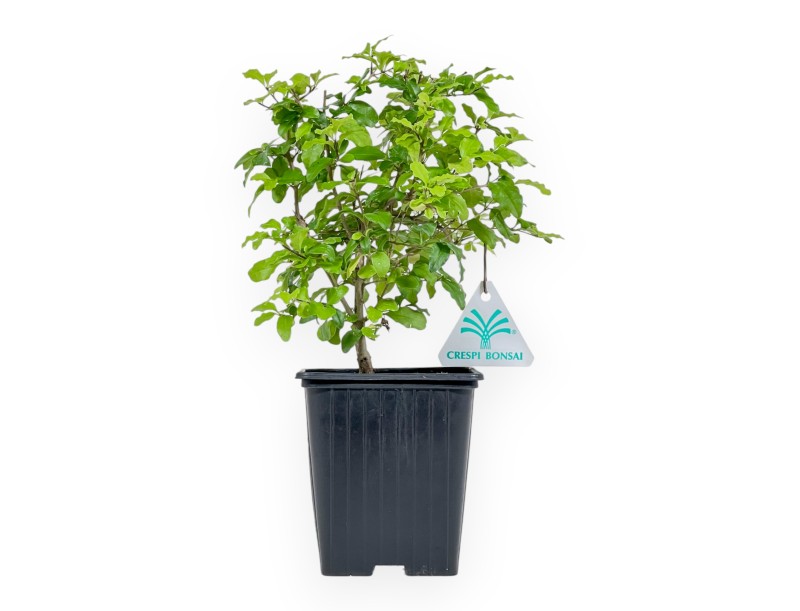 Ligustrum Sinense lemon and lime - Troéne - 26 cm