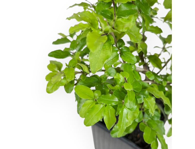 Ligustrum Sinense lemon and lime - Ligustro - 26 cm