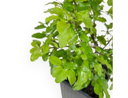 Ligustrum Sinense lemon and lime - Ligustro - 26 cm