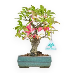 Euonymus - Evonimo - 23 cm