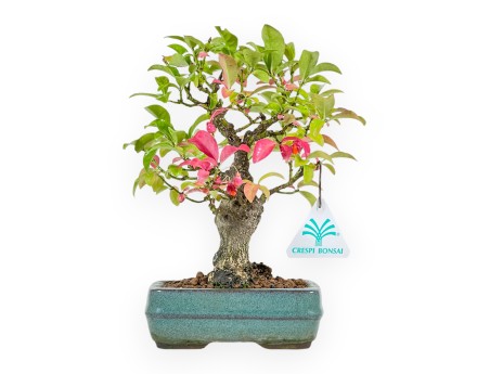 Euonymus - Evonimo - 23 cm