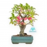 Euonymus - Evonimo - 23 cm