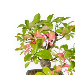 Euonymus - Evonimo - 23 cm