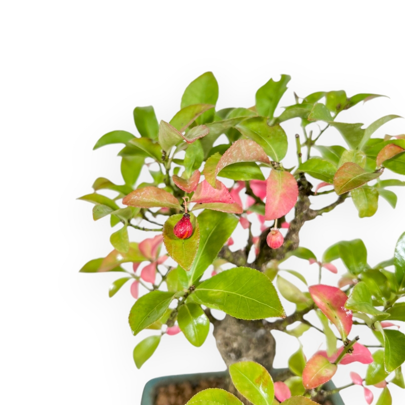 Euonymus - Fusain - 23 cm