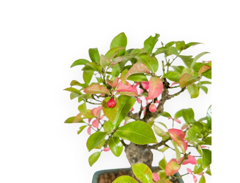 Euonymus - Spindle - 23 cm