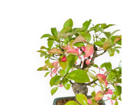 Euonymus - Fusain - 23 cm