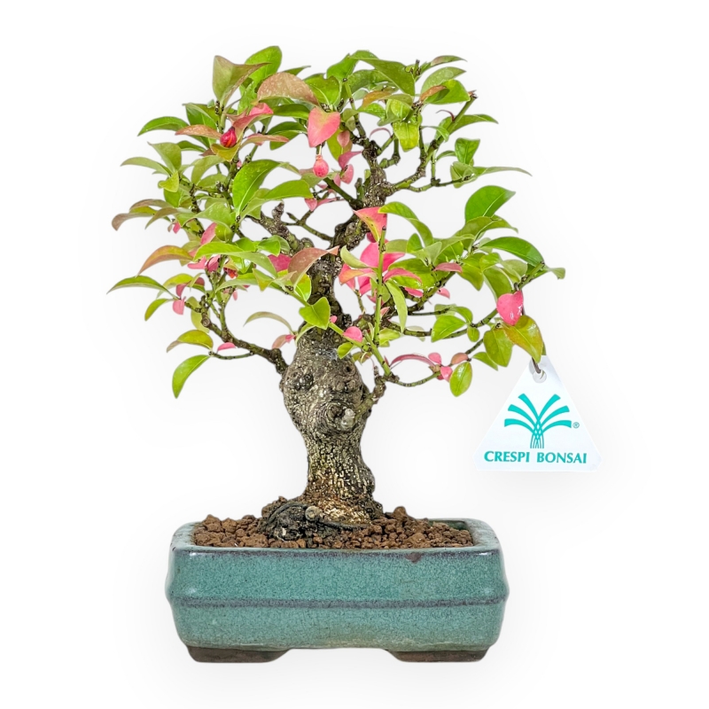 Euonymus - Fusain - 23 cm