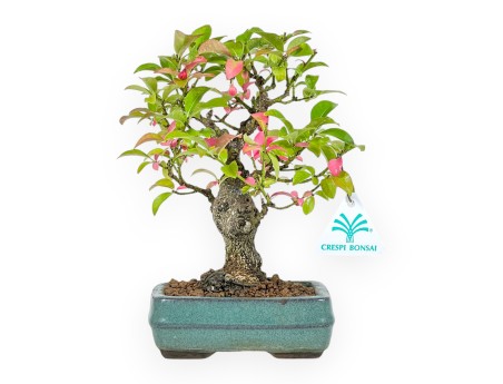 Euonymus - Fusain - 23 cm