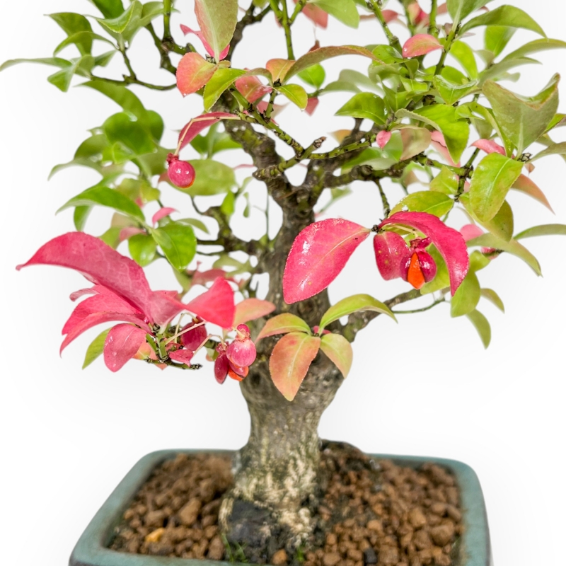 Euonymus - Fusain - 23 cm