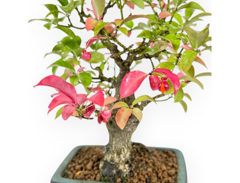 Euonymus - Spindle - 23 cm