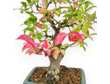 Euonymus - Spindle - 23 cm