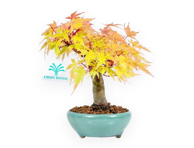 Acer Palmatum - Acero - 20 cm