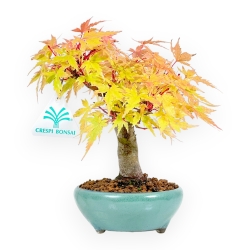 Acer Palmatum - Esdoorn - 20 cm