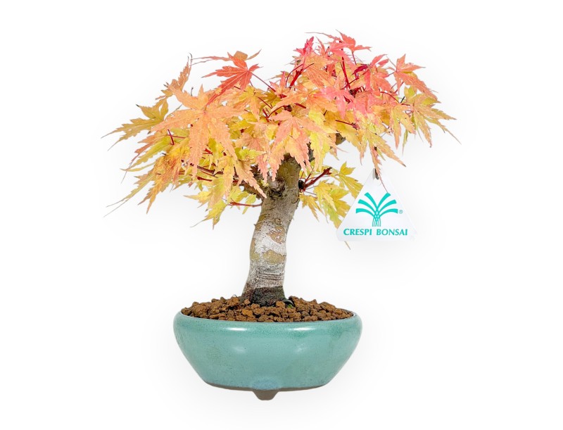 Acer Palmatum - Ahorn - 20 cm