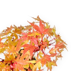 Acer Palmatum - Esdoorn - 20 cm