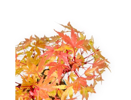 Acer Palmatum - Esdoorn - 20 cm