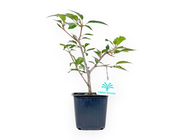 Prunus Okame - Cherry - 26 cm