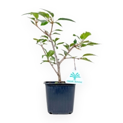 Prunus Okame - Ciliegio - 26 cm