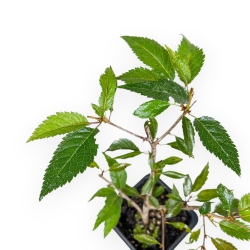 Prunus Okame - Ciliegio - 26 cm
