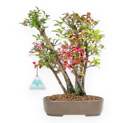 Euonymus Alatus - Evonimo - 27 cm