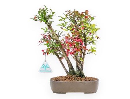 Euonymus Alatus - Evonimo - 27 cm