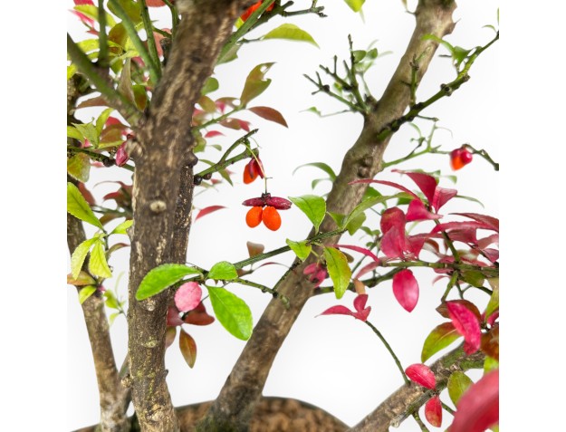 Euonymus Alatus – Spindelsträucher – 27 cm 2