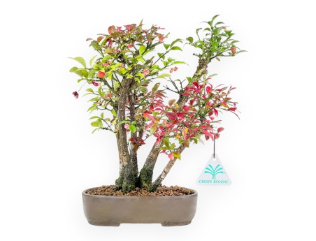Euonymus Alatus - Évonymus - 27 cm