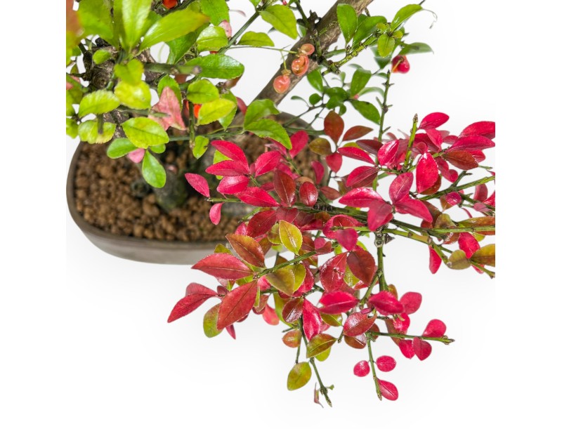 Euonymus Alatus - Spierbloem - 27 cm