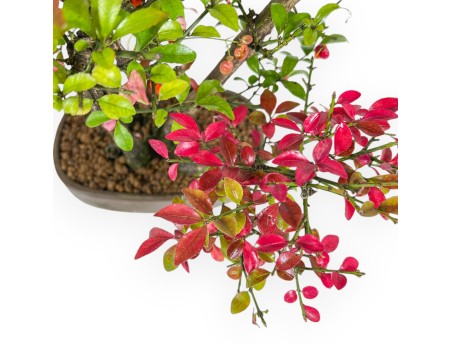 Euonymus Alatus - Fusain - 27 cm
