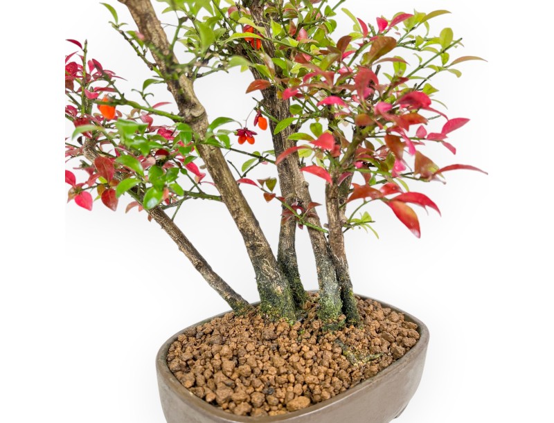 Euonymus Alatus – Spindelsträucher – 27 cm