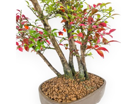 Euonymus Alatus - Evonimo - 27 cm
