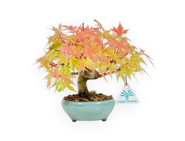 Acer Palmatum - Érable - 20 cm
