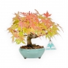 Acer Palmatum - Acero - 20 cm