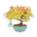 Acer Palmatum - Acero - 20 cm