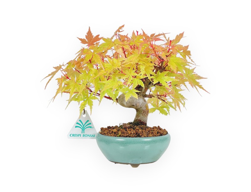 Acer Palmatum - Arce - 20 cm