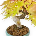 Acer Palmatum - Acero - 20 cm