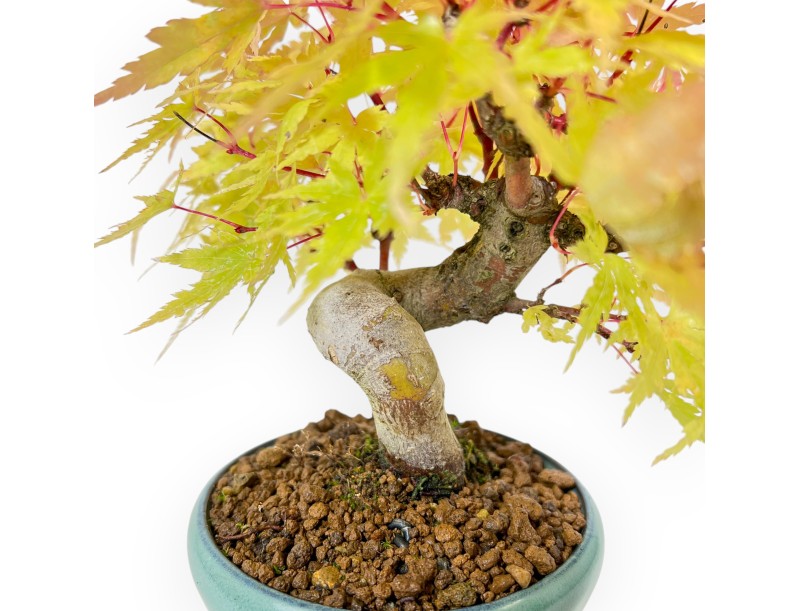 Acer Palmatum - Arce - 20 cm