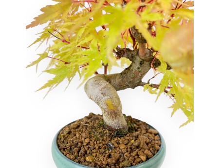 Acer Palmatum - Esdoorn - 20 cm