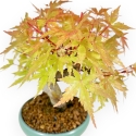 Acer Palmatum - Acero - 20 cm