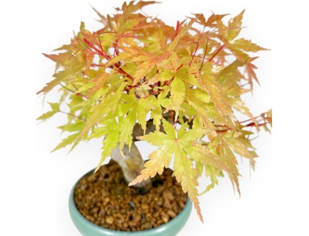 Acer Palmatum - Arce - 20 cm