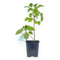 Syringa Vulgaris mme florent stepman - 32 cm