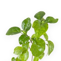 Syringa Vulgaris mme florent stepman - 32 cm