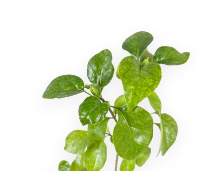 Syringa Vulgaris mme florent stepman - 32 cm