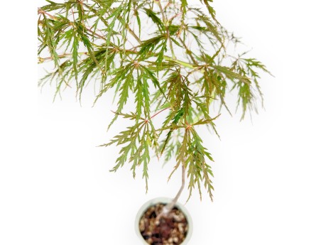 Acer Palmatum Hanamatoi - 65 cm