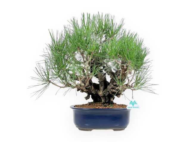 Pinus Thunbergii Corticosa - Pin Noir - 42 cm