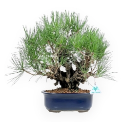 Pinus Thunbergii Corticosa - Pino Nero - 42 cm