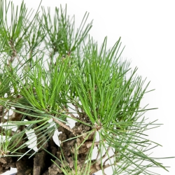 Pinus Thunbergii Corticosa - Pino Nero - 42 cm