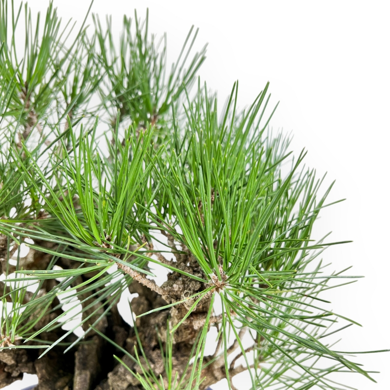Pinus Thunbergii Corticosa - Pin Noir - 42 cm