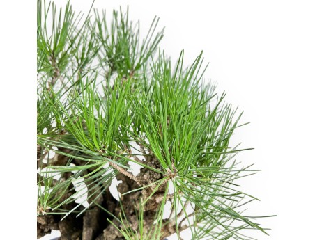 Pinus Thunbergii Corticosa - Zwarte den - 42 cm
