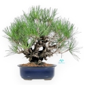 Pinus Thunbergii Corticosa - Black Pine - 42 cm